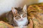 Portrait of a kitten. Art Print